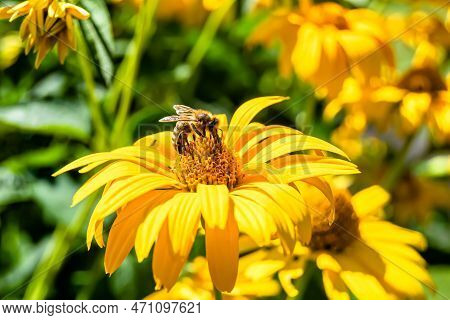 Beautiful Wild Flower Winged Bee On Background Foliage Meadow