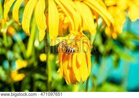 Beautiful Wild Flower Winged Bee On Background Foliage Meadow