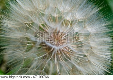 Beautiful Wild Growing Flower Seed Dandelion On Background Meadow
