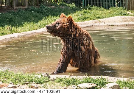 A Brown Bear Swimming In A Pond. He Stands In The Water And Enjoys His Cooling On A Hot Day. He Has 
