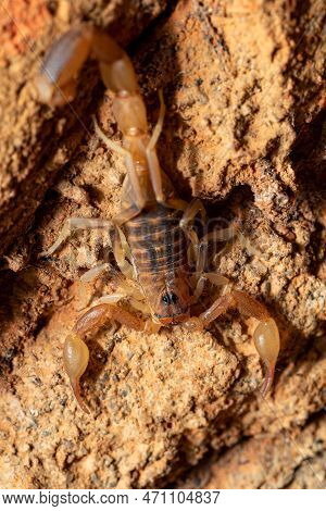Teruelius Flavopiceus, Small Scorpion In Tsingy De Bemaraha. Madagascar Wildlife Animal
