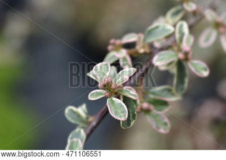 Swedish Cotoneaster Juliette Branch With Flower Buds