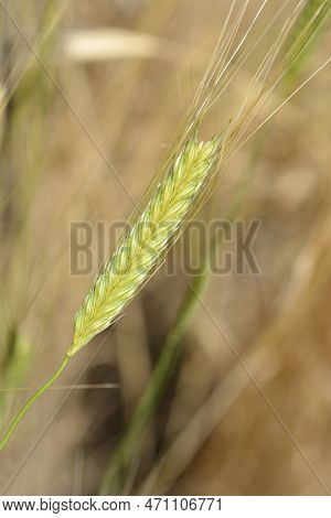 Einkorn Wheat In The Field In Summer