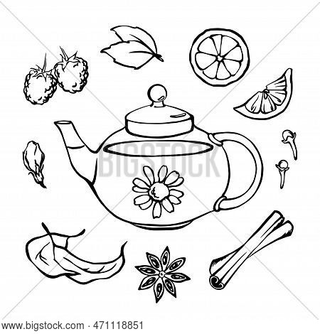 Monochrome Linear Doodle Illustration Of Glass Tea Pot And Herbal Tea Ingredients: Mint, Chamomille,