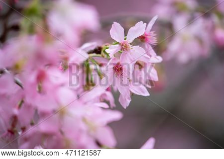 Beautiful Fuji Mame Sakura Cherry Blossom Blooming In Taiwan.