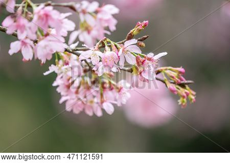 Beautiful Fuji Mame Sakura Cherry Blossom Blooming In Taiwan.