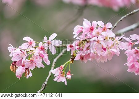 Beautiful Fuji Mame Sakura Cherry Blossom Blooming In Taiwan.