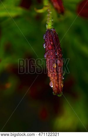 Drops Of Water On An Unopened Bud. Green Background Of Nature. Selective Focus. The Concept Of Repro