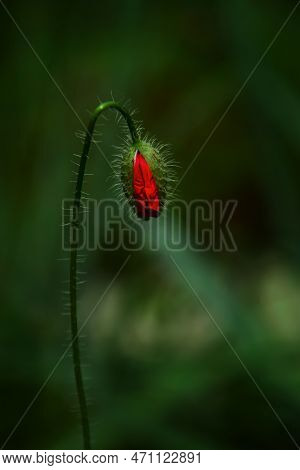 A Delicate Fluffy Poppy Bud Blooms In The Garden In Sunlight On A Green Background. Spring Natural B