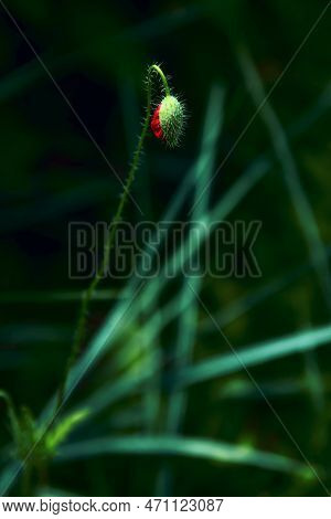 A Delicate Fluffy Bud Of A Poppy Flower, Similar To A Female Organ, A Vagina, A Banner With An Image