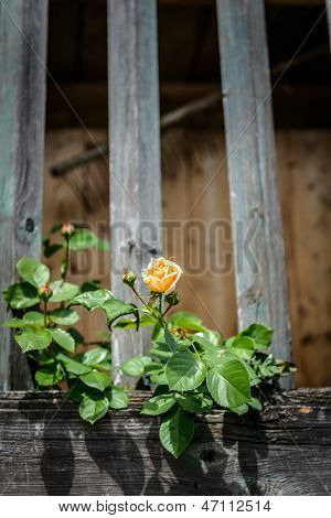 Rose