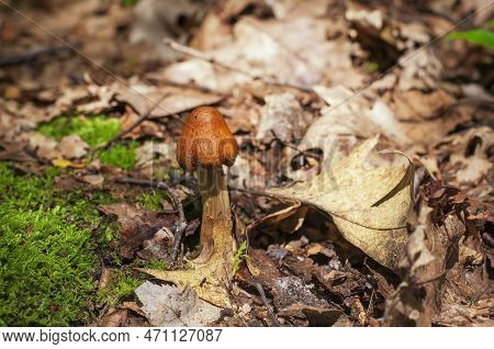 An Old, Mature, Golden Waxcap Mushroom Pushing Through The Forest Floor In Connecticut.