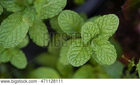 Peppermint Plant Grow At Vegetable Garden, Fresh Peppermint Trees In Organig Garden,
