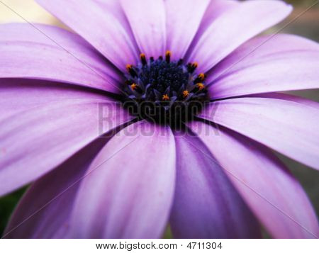 Fleur pourpre pâle