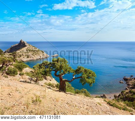 Juniper Tree On Rock And Sea With 