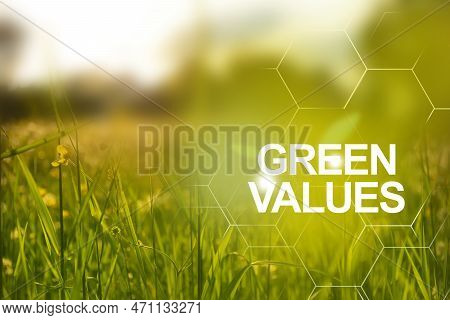 Clean Plants On Field And Bright Sunlight To The Good Ecological Future.  Green Value Chain, Safe En