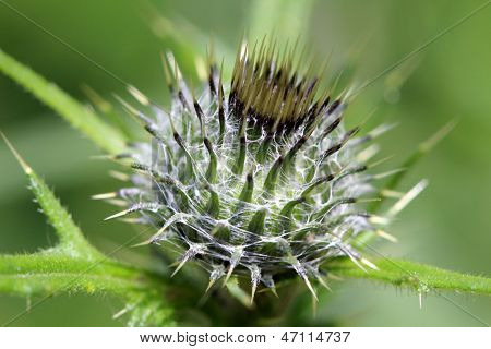 Schöne grüne Distel