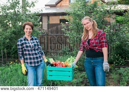 Two Women Farmer Working In Gardening. Gardener Carrying Crate With Freshly Harvested Vegetables In 