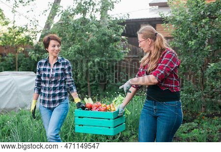 Two Women Farmer Working In Gardening. Gardener Carrying Crate With Freshly Harvested Vegetables In 