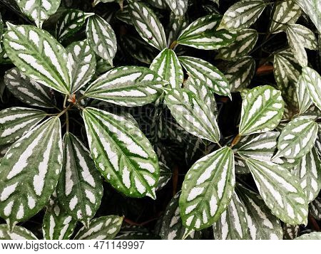 Aluminum Plant Pilea Cadierei In The Wild Nature Background
