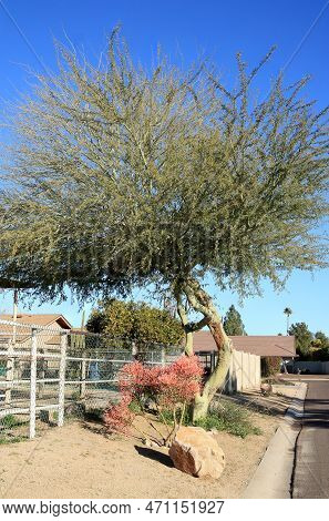 Southwestern Style Of Xeriscaping Residential Road Shoulder With Drought Tolerant Desert Native Succ