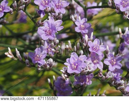 delicate purple flowers of Goniolimon elatum on a summer meadow
