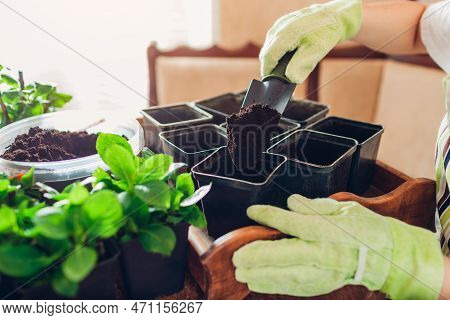 Gardener Prepairs Pots For Plants Filling Them With Soil. Propagation Of Bigleaf Hydrangeas. Transpl