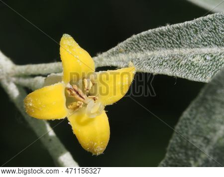 Blooming Elaeagnus Commutata In The Summer Forest