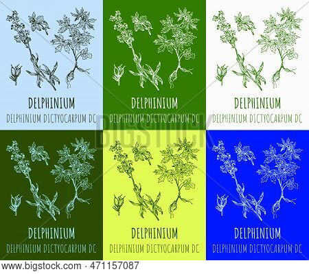 Set Of Vector Drawings Delphinium In Different Colors. Hand Drawn Illustration. Latin Name Delphiniu
