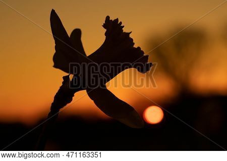 Silhouette Of A Daffodil Bloom With A Single Petal Reaching Out For The Orb Of The Sun. The Dawn On 