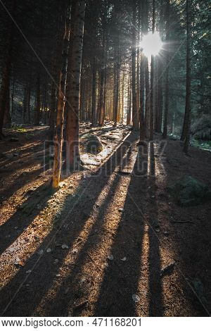 Pine Forest At Sunset In The Bear Gorge Along The Path To The Ayusay Waterfall, Ile Alatau Parkland 