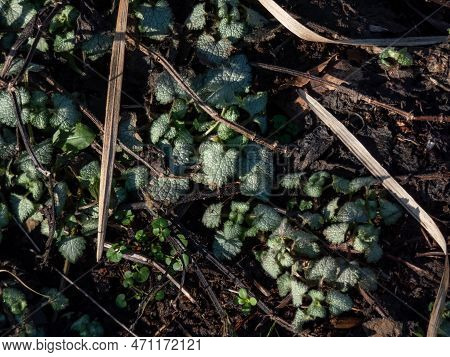 Spotted Dead-nettle (lamium Maculatum) 'red Nancy'  Emerging In Early Spring. Low-growing, Carpet Of