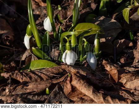 Close-up Of A Group Of Snowdrops (galanthus Fosteri) Growing In The Garden And Blooming With White F