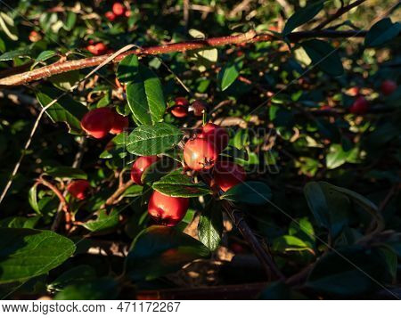 Evergreen Shrub With Small, Glossy, Dark Green Leaves And Bright Red Fruits Of Bearberry Cotoneaster