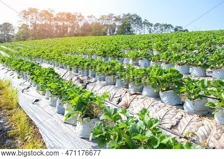 Strawberry Field For Harvest Strawberries Garden Fruit Strawberry Plant Tree In Summer, Green Strawb