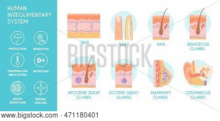 Human Integumentary System Infographics Icons Depicting Epidermis Surface Layer Structure And Glands