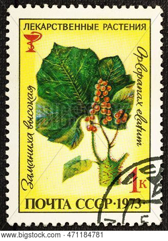 Ussr - Circa 1973: A Stamp Printed In The Ussr, Shows A Oplopanax Elatum, Circa 1973