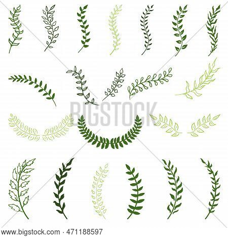 Set Of Hand Drawn Silhouette Tree Branches With Laurel, Oak And Olive Foliate. Vector Illustration F