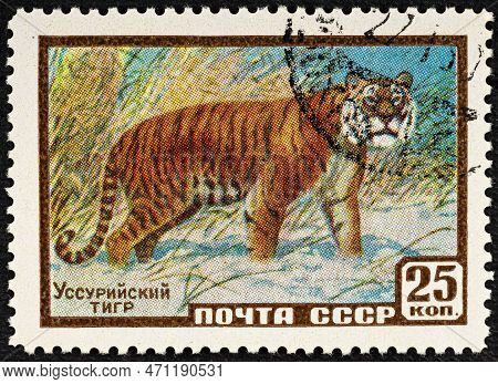 Russia - Circa 1957: A Stamp Sheet Printed In Russia Shows Ussurian Tiger. Series, Protect Useful An