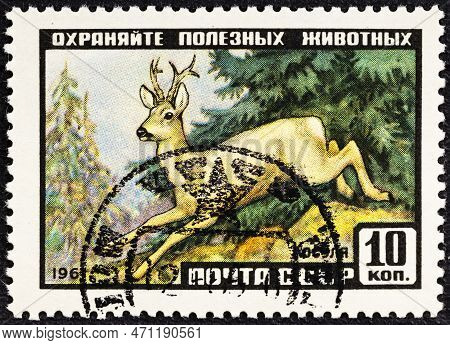 Ussr - Circa 1961: Postage Stamp Issued In The Soviet Union With The Image Of The Siberian Roe Deer,