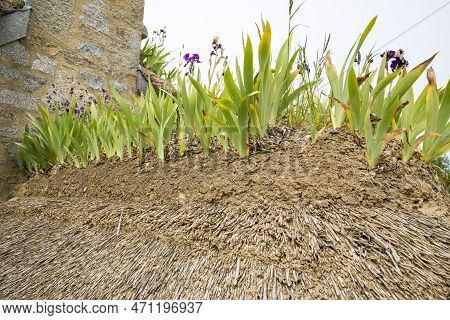Close-up Of Iris On A Thachted Roof Of A Typical House Of Normandy, France