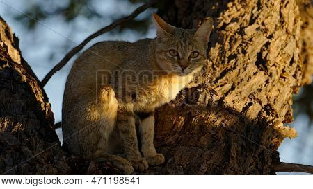 African Wild Cat ( Felis Silvestris Lybica ) Kgalagadi Transfrontier Park, South Africa