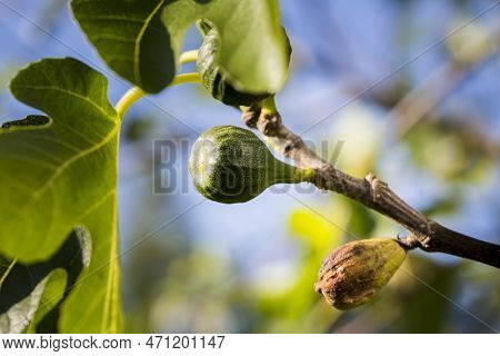 Fig Tree Disese. Brown Leaves And Dried Fig Fruit
