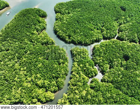 Amazing Abundant Mangrove Forest, Aerial View Of Forest Trees Rainforest Ecosystem And Healthy Envir