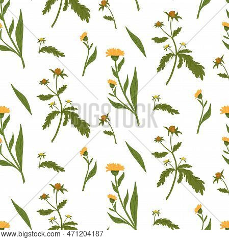 Rich Green Samless Patern With String And Calendula. Field And Wild Flowers