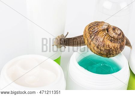 Cosmetics Organic Made With Slaver Of Snail, Very Good For Skin And Health And Fashion In Europe. Po