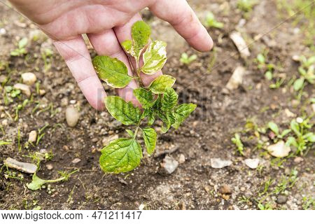 Woman Hand Showing The Small Tomatoes Plant In Garden, With Yellow Greenich Leaves, Bad Health, Need