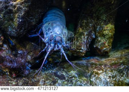Adult Male Chiragra Mantis Shrimp Glows Vibrant Blue While Hiding In The Rocks Waiting For Prey