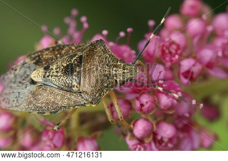 Natural Closeup On The European Mottled Shieldbug, Rhaphigaster Nebulosa Sitting In The Vegetation