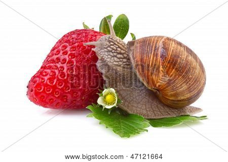 lumaca e fragola su bianco